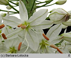 Eremurus himalaicus (pustynnik himalajski)