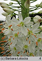 Eremurus himalaicus (pustynnik himalajski)