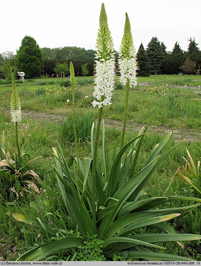 Eremurus himalaicus (pustynnik himalajski)