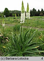 Eremurus himalaicus (pustynnik himalajski)