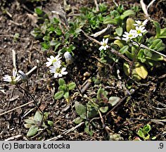 Draba verna (wiosnówka pospolita)