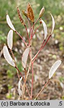 Draba verna (wiosnówka pospolita)