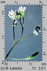 Draba verna (wiosnówka pospolita)