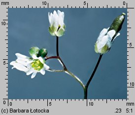 Draba verna (wiosnówka pospolita)