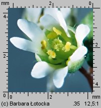 Draba verna (wiosnówka pospolita)