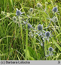 Eryngium planum (mikołajek płaskolistny)