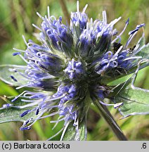 Eryngium planum (mikołajek płaskolistny)