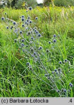 Eryngium planum (mikołajek płaskolistny)