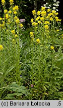 Erysimum pieninicum (pszonak pieniński)