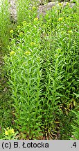 Erysimum pieninicum (pszonak pieniński)