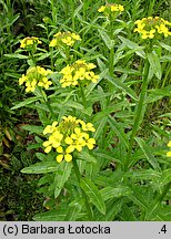 Erysimum pieninicum (pszonak pieniński)