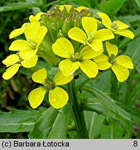 Erysimum pieninicum (pszonak pieniński)