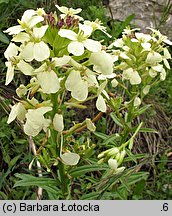 Erysimum wittmannii (pszonak Wittmanna)