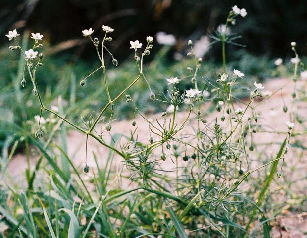 Spergula arvensis (sporek polny)