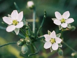 Spergula arvensis (sporek polny)