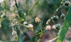 Spergula arvensis (sporek polny)