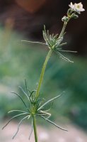 Spergula arvensis (sporek polny)