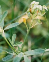 Medicago ×varia (lucerna pośrednia)