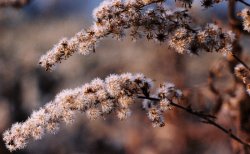 Solidago gigantea (nawłoć późna)