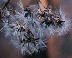 Eupatorium cannabinum