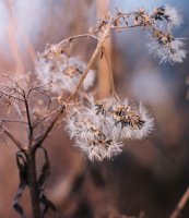 Eupatorium cannabinum