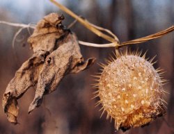 Echinocystis lobata (kolczurka klapowana)