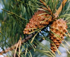 Pinus sylvestris