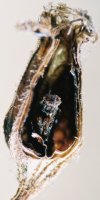 Lythrum salicaria (krwawnica pospolita)