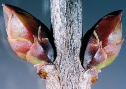 Syringa vulgaris (lilak pospolity)