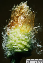 Populus alba (topola biała)