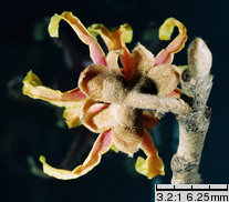 Hamamelis japonica (oczar japoński)