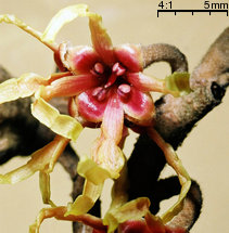 Hamamelis japonica (oczar japoński)