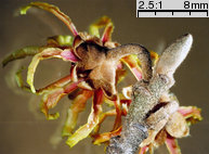 Hamamelis japonica (oczar japoński)