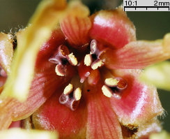 Hamamelis japonica (oczar japoński)