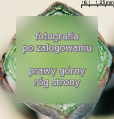 Euonymus europaea (trzmielina zwyczajna)