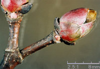 Acer pseudoplatanus (klon jawor)