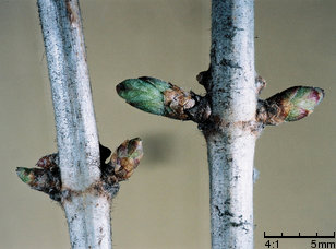 Lonicera tatarica (wiciokrzew tatarski)