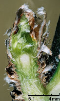 Caragana arborescens (karagana syberyjska)