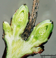 Acer tataricum (klon tatarski)
