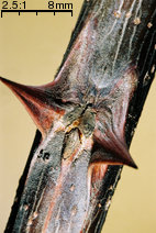 Robinia pseudoacacia (robinia akacjowa)