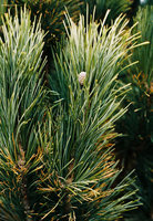 Pinus cembra (sosna limba)