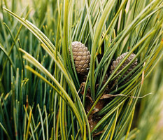 Pinus cembra (sosna limba)