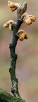 Hamamelis japonica (oczar japoński)