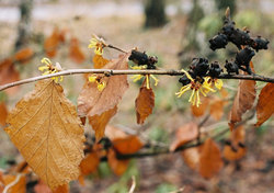 Hamamelis japonica (oczar japoński)