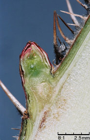 Rosa rugosa