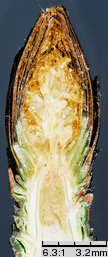 Pyrus communis (grusza pospolita)