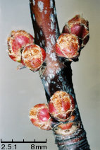 Acer saccharinum (klon srebrzysty)