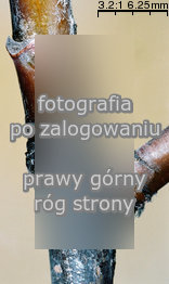 Sorbus aria (jarząb mączny)