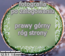 Parthenocissus inserta (winobluszcz zaroślowy)