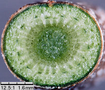 Parthenocissus inserta (winobluszcz zaroślowy)